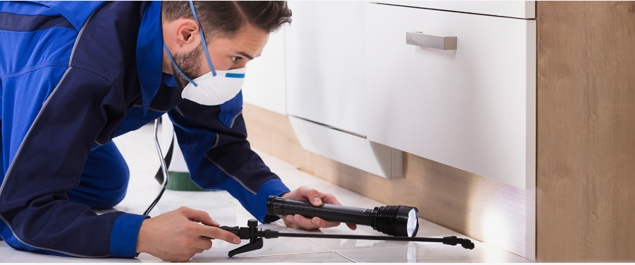 Weslaco pest xpert removal